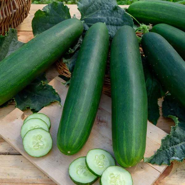 Potagères - Concombre Gynial HF1 - SDJ - Graines d'Exception - face recto